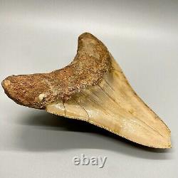 Large, affordable 5.68 Fossil INDONESIAN MEGALODON Shark Tooth