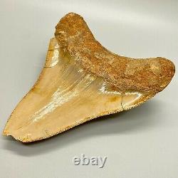 Large, affordable 5.68 Fossil INDONESIAN MEGALODON Shark Tooth