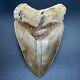Large, Colorful, Sharply Serrated 5.38 Fossil Indonesian Megalodon Shark Tooth