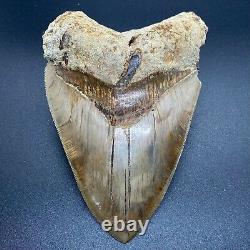 Large, colorful, sharply serrated 5.38 Fossil INDONESIAN MEGALODON Shark Tooth
