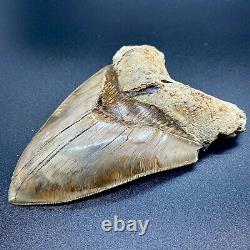 Large, colorful, sharply serrated 5.38 Fossil INDONESIAN MEGALODON Shark Tooth