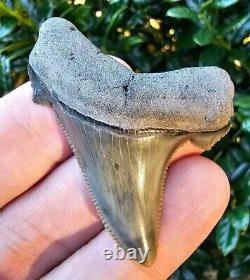 Lee Creek Auriculatus Shark Tooth Fossil Megalodon and Chubutensis Ancestor