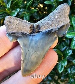 Lee Creek Auriculatus Shark Tooth Fossil Megalodon and Chubutensis Ancestor