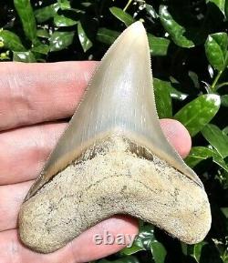 Lee Creek Chubutensis Shark Tooth Fossil 3.5 Not Megalodon North Carolina