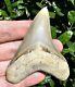 Lee Creek Chubutensis Shark Tooth Fossil 3.5 Not Megalodon North Carolina
