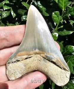 Lee Creek Chubutensis Shark Tooth Fossil 3.5 Not Megalodon North Carolina