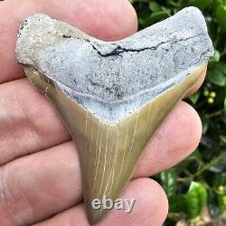 Lee Creek Chubutensis Shark Tooth Fossil Aurora North Carolina Not Megalodon