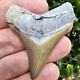 Lee Creek Chubutensis Shark Tooth Fossil Aurora North Carolina Not Megalodon
