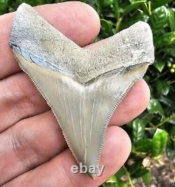 Lee Creek Chubutensis Shark Tooth Fossil Aurora North Carolina Not Megalodon