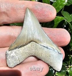 Lee Creek Chubutensis Shark Tooth Fossil Aurora North Carolina Not Megalodon