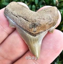 Lee Creek Chubutensis Shark Tooth Fossil Megalodon Ancestor