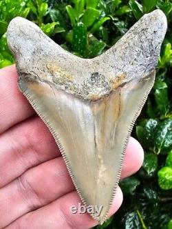 Lee Creek Chubutensis Shark Tooth Fossil Megalodon Ancestor