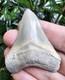 Lee Creek Chubutensis Shark Tooth Fossil Not Megalodon