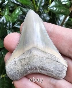 Lee Creek Chubutensis Shark Tooth Fossil Not Megalodon