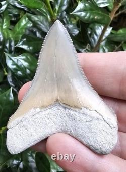 Lee Creek Chubutensis Shark Tooth Fossil Not Megalodon