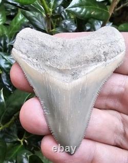 Lee Creek Chubutensis Shark Tooth Fossil Not Megalodon