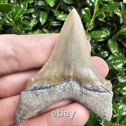 Lee Creek Chubutensis Shark Tooth Fossil Not Megalodon Aurora North Carolina