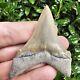 Lee Creek Chubutensis Shark Tooth Fossil Not Megalodon Aurora North Carolina