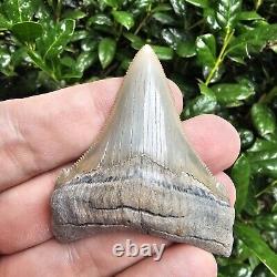 Lee Creek Chubutensis Shark Tooth Fossil Not Megalodon Aurora North Carolina