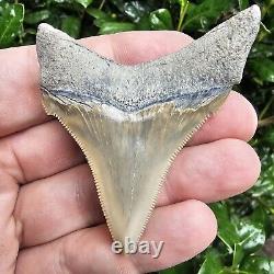 Lee Creek Chubutensis Shark Tooth Fossil Not Megalodon Aurora North Carolina