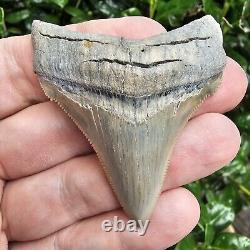 Lee Creek Chubutensis Shark Tooth Fossil Not Megalodon Aurora North Carolina