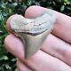 Lee Creek Chubutensis Shark Tooth Fossil Not Megalodon North Carolina