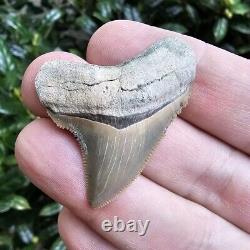 Lee Creek Chubutensis Shark Tooth Fossil Not Megalodon North Carolina