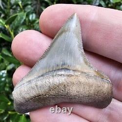 Lee Creek Chubutensis Shark Tooth Fossil Not Megalodon North Carolina