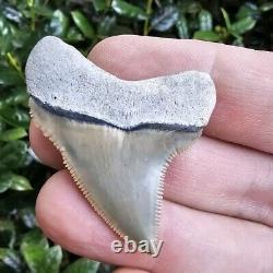 Lee Creek Chubutensis Shark Tooth Fossil Not Megalodon North Carolina