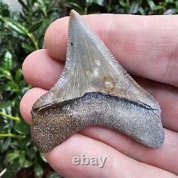 Lee Creek Chubutensis Shark Tooth Fossil Not Megalodon North Carolina