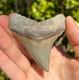 Lee Creek Megalodon Shark Tooth 2.92 Extinct Fossil Not Restored (lcm-5)