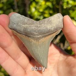 Lee Creek Megalodon Shark Tooth 2.92 Extinct Fossil NOT RESTORED (LCM-5)