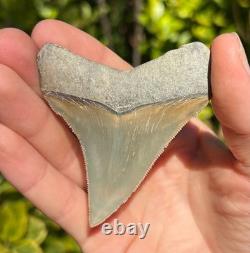 Lee Creek Megalodon Shark Tooth 2.92 Extinct Fossil NOT RESTORED (LCM-5)