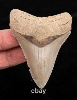 Lee Creek Megalodon Shark Tooth 3.89 0452
