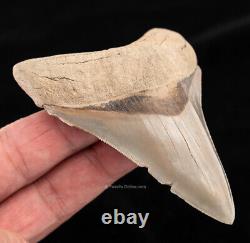 Lee Creek Megalodon Shark Tooth 3.89 0452
