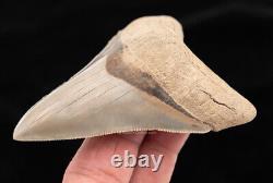 Lee Creek Megalodon Shark Tooth 3.89 0452