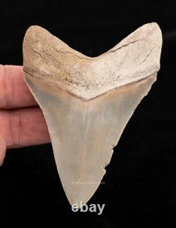 Lee Creek Megalodon Shark Tooth 3.89 0452