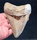Lee Creek Megalodon Shark Tooth 4.37. #16
