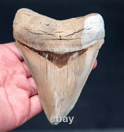 Lee Creek Megalodon Shark Tooth 4.37. #16