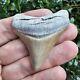 Lee Creek Megalodon Shark Tooth Fossil