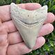 Lee Creek Megalodon Shark Tooth Fossil