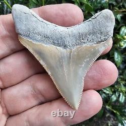 Lee Creek Megalodon Shark Tooth Fossil