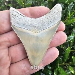 Lee Creek Megalodon Shark Tooth Fossil