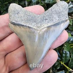 Lee Creek Megalodon Shark Tooth Fossil