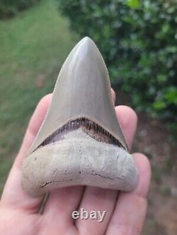 Lee Creek Megalodon Shark Tooth Fossil 3.58