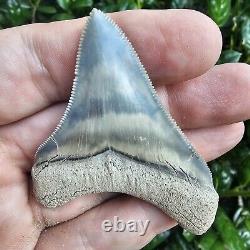 Lee Creek Megalodon Shark Tooth Fossil Not Great White