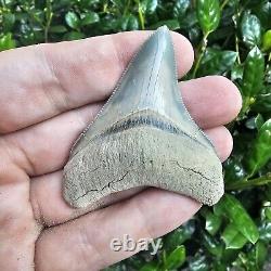 Lee Creek Megalodon Shark Tooth Fossil Not Great White