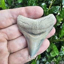 Lee Creek Megalodon Shark Tooth Fossil Not Great White