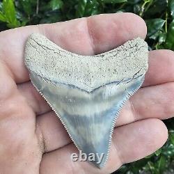 Lee Creek Megalodon Shark Tooth Fossil Not Great White