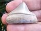 Lee Creek Posterior Megalodon Shark Tooth Fossil